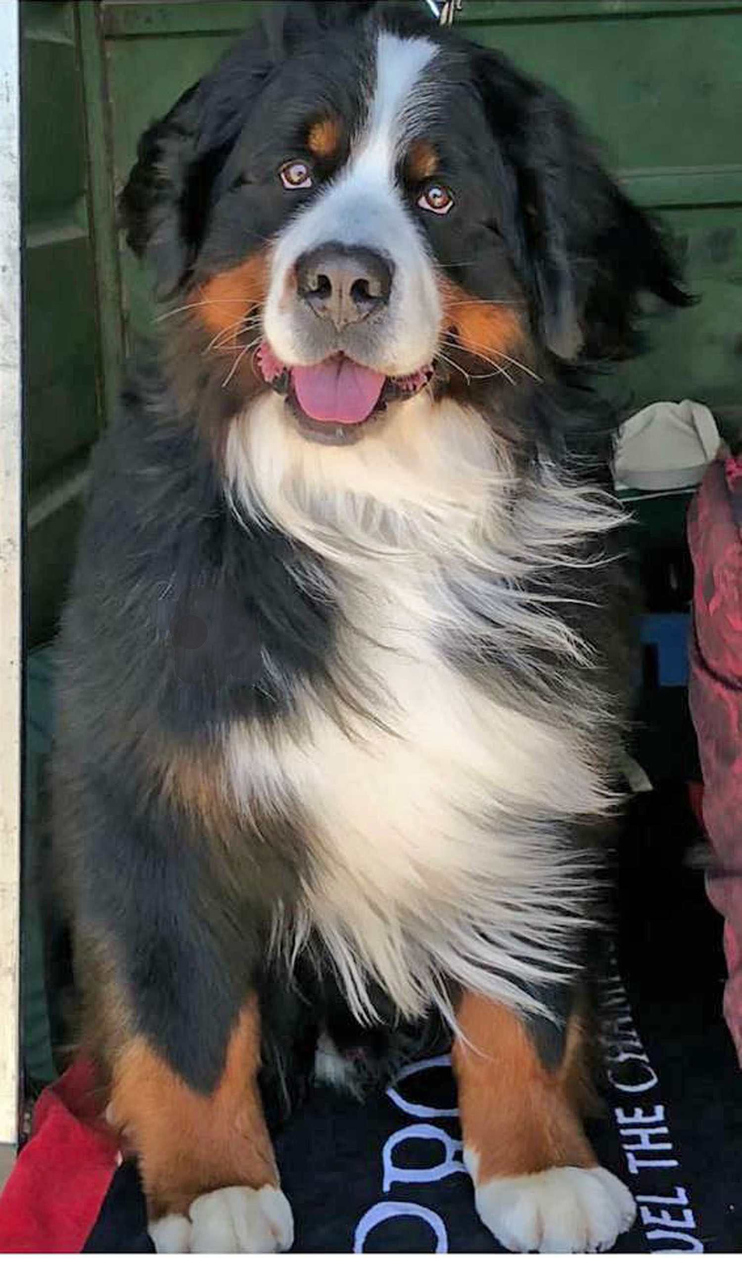 "Bernese Mountain Dogs Powder Keg Farm Utah"